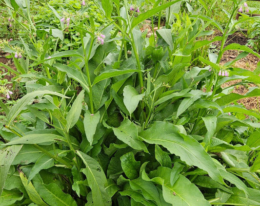 Organic Comfrey Leaf: Freshly Harvested, Gently Dried