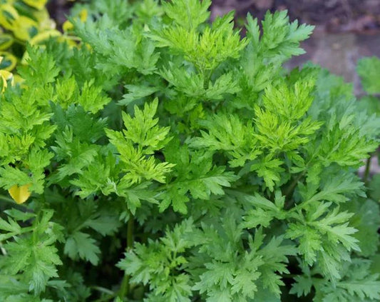 Mugwort, Freshly Harvested Artemesia Vulgaris, Gently Dried, Whole Leaf, Culinary Grade, Organic